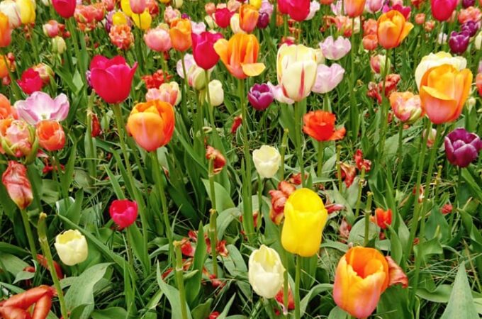 Um dia em Keukenhof – O parque das flores na Holanda